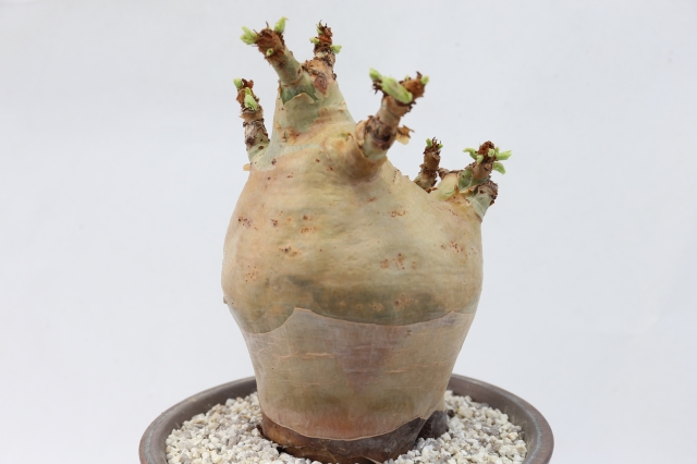 キフォステンマ ウター マクロプス - 観葉植物