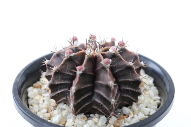 サボテン　多肉植物