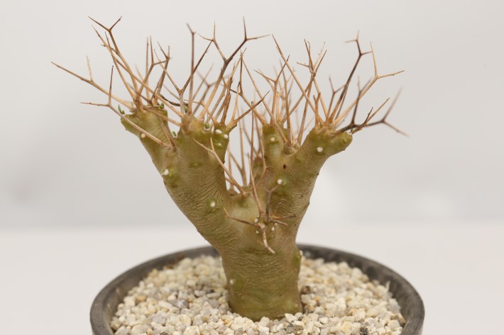 オトンナ ユーフォルビオイデス コーデックスサボテン冬型貴重植物特性独一無二85