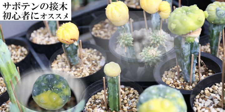 サボテンの接木の簡単なやり方 盆栽 サボテン 多肉植物 通販 オンラインショップ 浦部陽向園 大阪